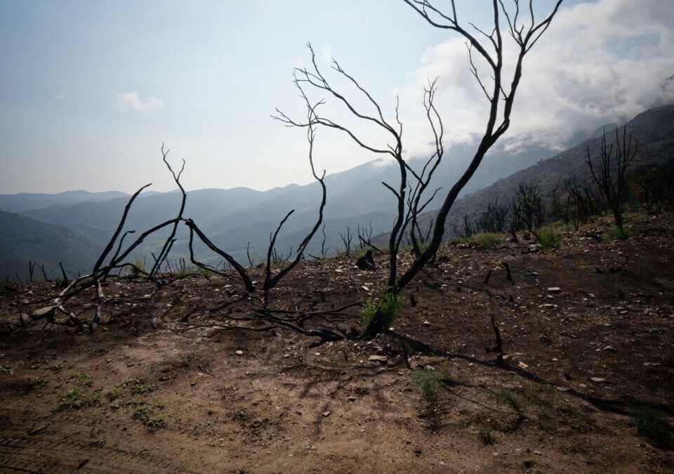 Burnt olive trees in Catalonia following the 2021 wildfires. Credit: ShaharKlein