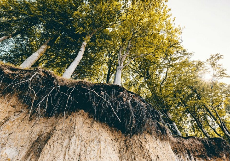 Soil erosion with tree roots showing